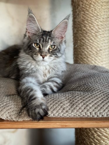 Maine Coon ds 22 кошеня