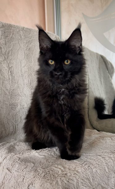 kitten Maine Coon black